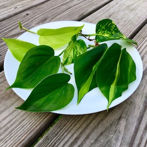 Rare Mix Pothos and philodendron Cuttings- Brazil philodendron - Golden Pothos - Neon Pothos - Jade philodendron - Indoor Houseplant