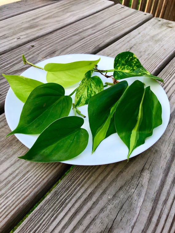Rare Mix Pothos and Philodendron Cuttings- Brazil Philodendron - Golden  Pothos - Neon Pothos - Jade Philodendron - Indoor Houseplant - Etsy
