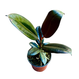 Burgundy Rubber Tree in 4&quot; Pot -  Ficus Elastica - Houseplant - Unique Tropical Plants - Easy Care Houseplant - Live Indoor Plant