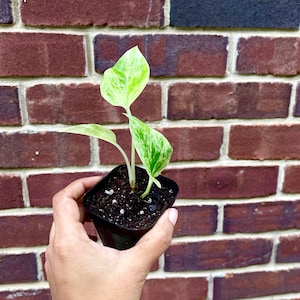 RARE Marble Pothos Cuttings Gorgeous Variegated Indoor easy care house plant, Marble Pothos, White and Green variegation propagation plant 1 Plant in 2inchPot