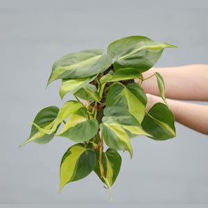 Philodendron Brazil in a 4&quot; Nursery Pot - Variegated Pothos Plant - Trailing Plant - Air Purifying Low Light Houseplant - Live Indoor Plant
