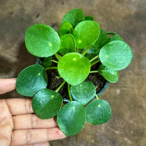 May include: A top-down view of a small, potted Pilea peperomioides plant, also known as a Chinese money plant. The plant features vibrant, round, green leaves. The leaves are arranged around a central stem, creating a full, lush appearance. The pot is black.