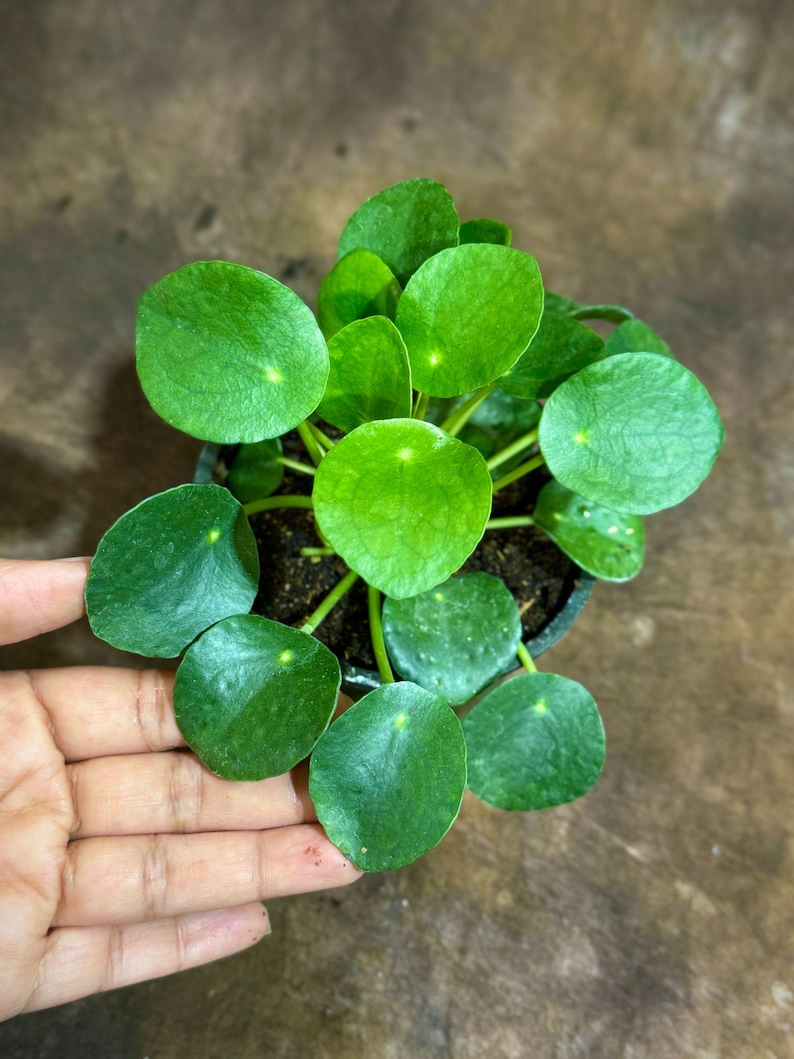 May include: A top-down view of a small, potted Pilea peperomioides plant, also known as a Chinese money plant. The plant features vibrant, round, green leaves. The leaves are arranged around a central stem, creating a full, lush appearance. The pot is black.