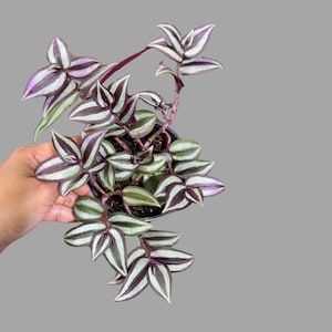 May include: A potted plant with green and white striped leaves and purple stems. The plant is in a black plastic pot and is being held by a hand.
