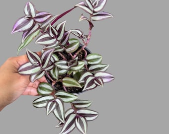 Wandering Jew Plant in 4&quot; Nursery Pot - Rare Tradescantia - Rare Pink Silver Wandering Jew - Easy Care Hardy Indoor Houseplant