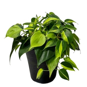 May include: A potted houseplant with heart-shaped leaves in shades of green and yellow. The plant is in a black, textured pot. The leaves have a variegated pattern, with some sections a bright yellow-green.