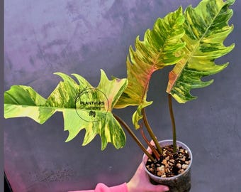 Super Rare Variegated Philodendron Caramel Marble EXACT Plant - Easy Care Indoor Plant - Stunning Collector’s Aroid - Gift Plant - US Seller