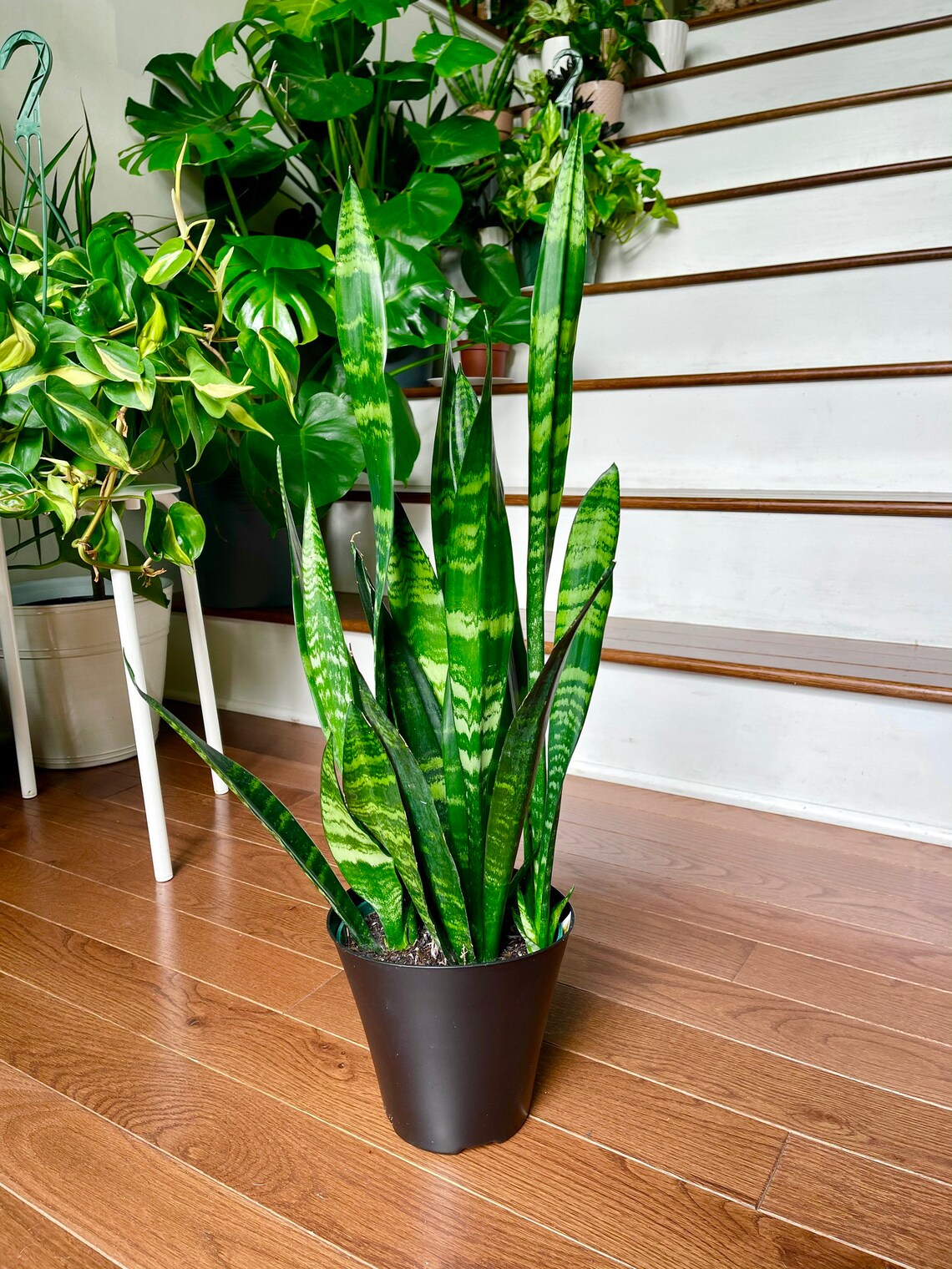 Snake plant in a 5 Pot Air purifier plant Low light Etsy