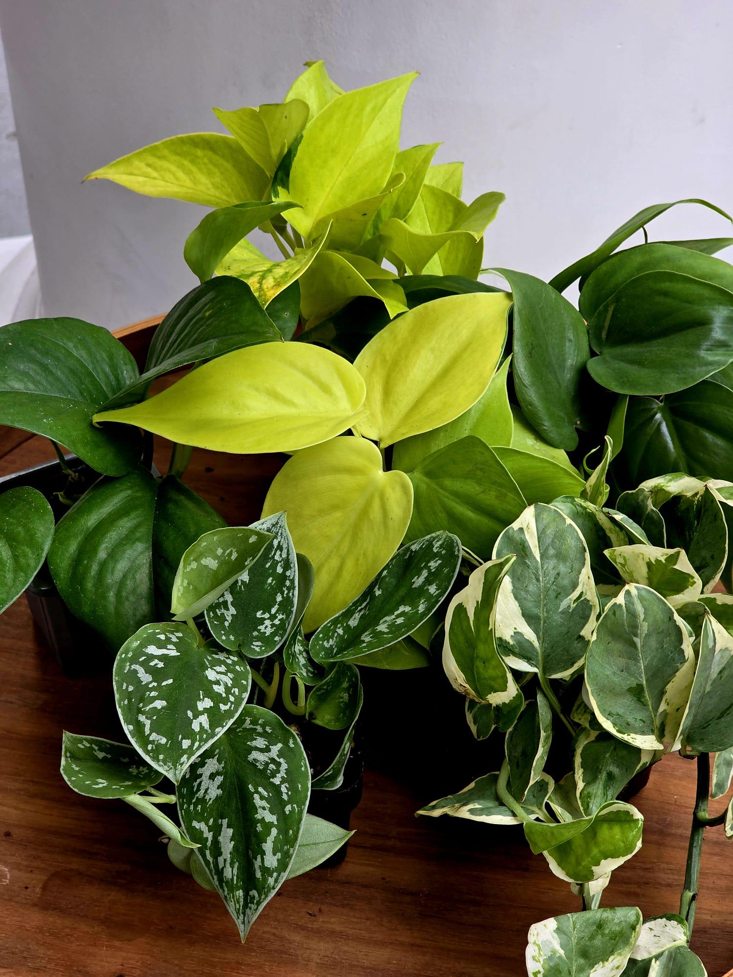 Set of 6 Vining Pothos & Philolendron Assortment in 3” Nursery Pots ...