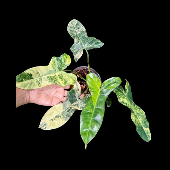 激レア　極斑ビレッティア x フロリダビューティ　カット苗 激レア 極斑ビレッティア x フロリダビューティ カット苗 激レア