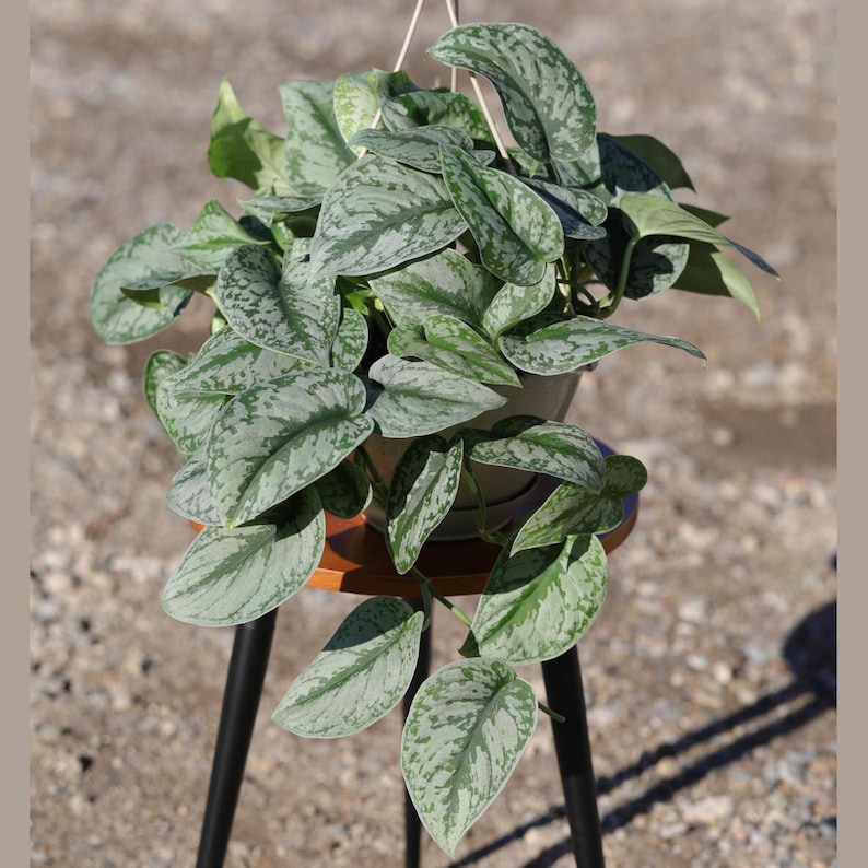 Scindapsus Silver Exotica Plant