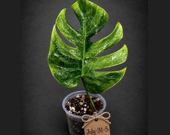 Variegated Monstera Mint Jungle Mint - Full Mint Variegated Monstera - Collector Aroid - US Seller