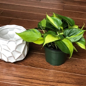 Rare Brasil philodendron Cuttings & Nursery Pots - Easy Care Houseplant Brasil Extremely Rare Low Light indoor vining plant office plant bild 5