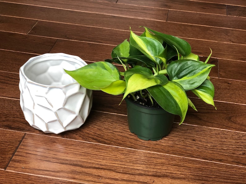Rare Brasil philodendron Cuttings & Nursery Pots - Easy Care Houseplant Brasil Extremely Rare Low Light indoor vining plant office plant bild 5