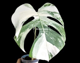 Variegated Monstera Albo Plant - Rare Indoor White Monstera Albo Borsigiana Plant - Albo Monstera - Rare Houseplant - Exact Plant