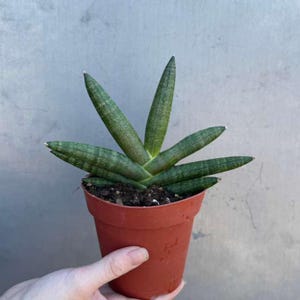 Black Starfish Snake Plant - Sansevieria Boncel Cylindrica in 4&quot; Pot - Low Light Office Plant - Tropical Indoor Houseplant - Rare Succulent
