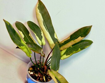 珍しいフィロデンドロン アタバポエンセ 斑入り - Etsy 日本