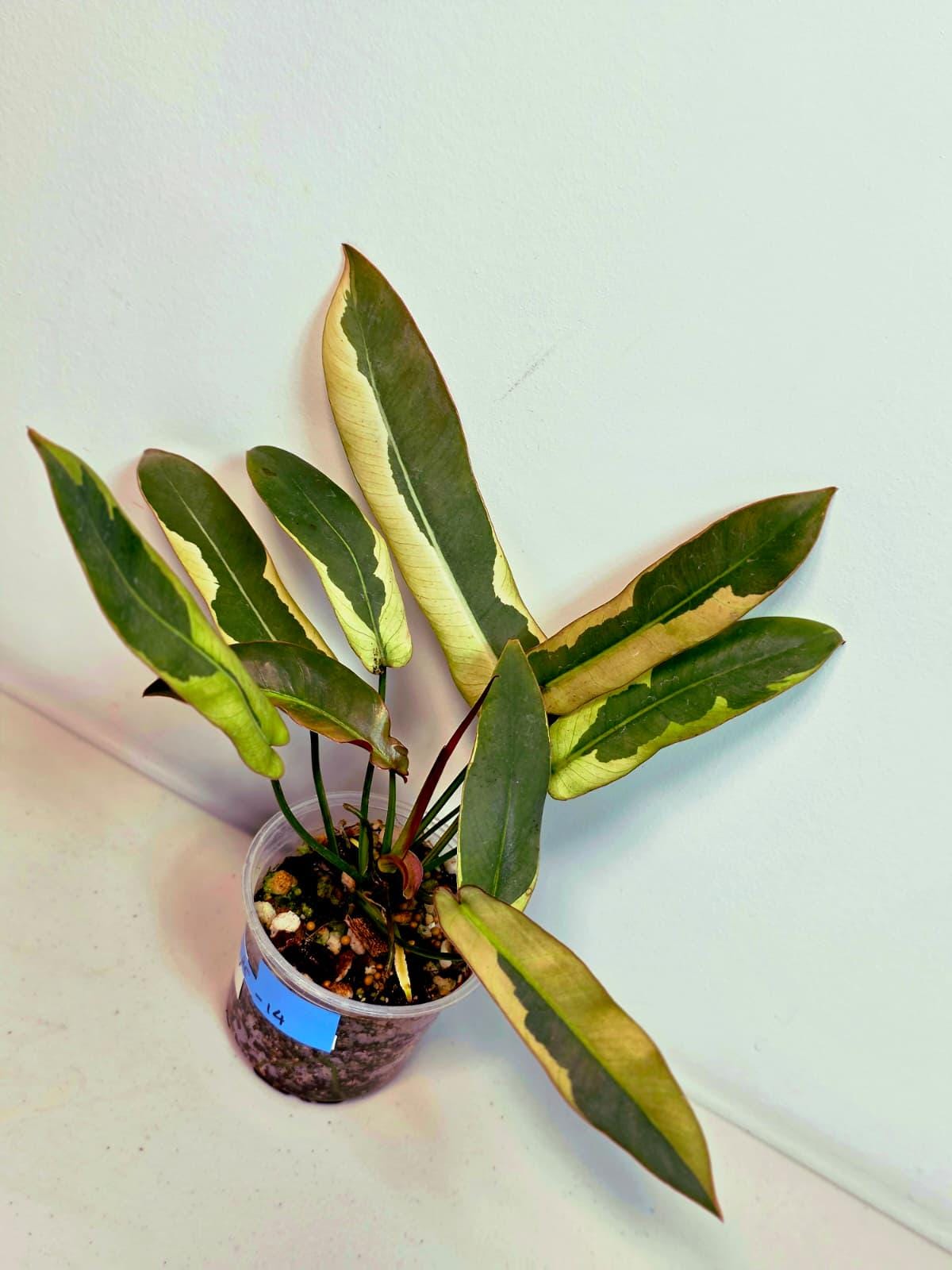 Philodendron atabapoense - Etsy 日本