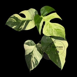 Rare Variegated Monstera Mint – Collector's Aroid Live Plant - EXACT Plant