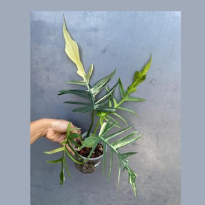 Philodendron Florida Beauty x Tortum - Extremely Rare Plant - Super Rare Collector Plant -  Variegated Rooted Plant - EXACT Plant -US Seller