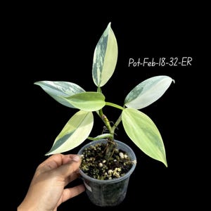 Variegated Philodendron Silver Sword Plant | SUPER RARE Live Indoor Plant | Collector&#39;s Tropical Aroid | Exact Same Plant | US Seller