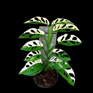 Monstera Adansonii Albo High Variegated Swiss Cheese Premium Color Swiss - Very Rare collector plant US Seller