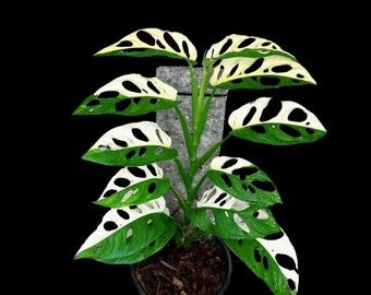 Monstera Adansonii Albo High Variegated Swiss Cheese Premium Color Swiss - Very Rare collector plant US Seller