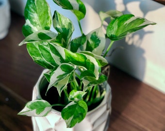 RARE N’Joy Pothos nursery pot- Variegated easy care houseplant - Rare low light indoor plant, shelf, table, hanging basket plant, vine plant