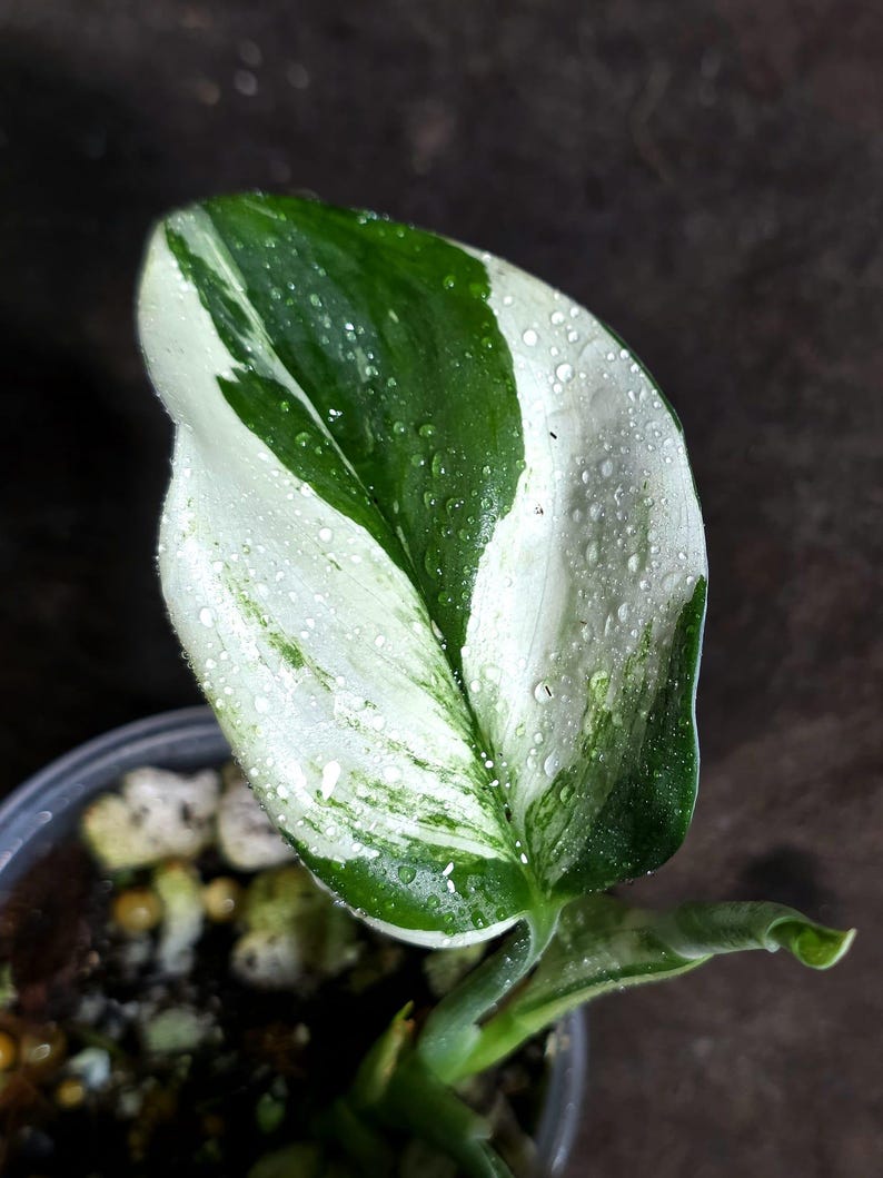 Scindapsus Variated Scindapsus Moonlight Treubii Albo Variegated - Exotic Tropical Indoor ...
