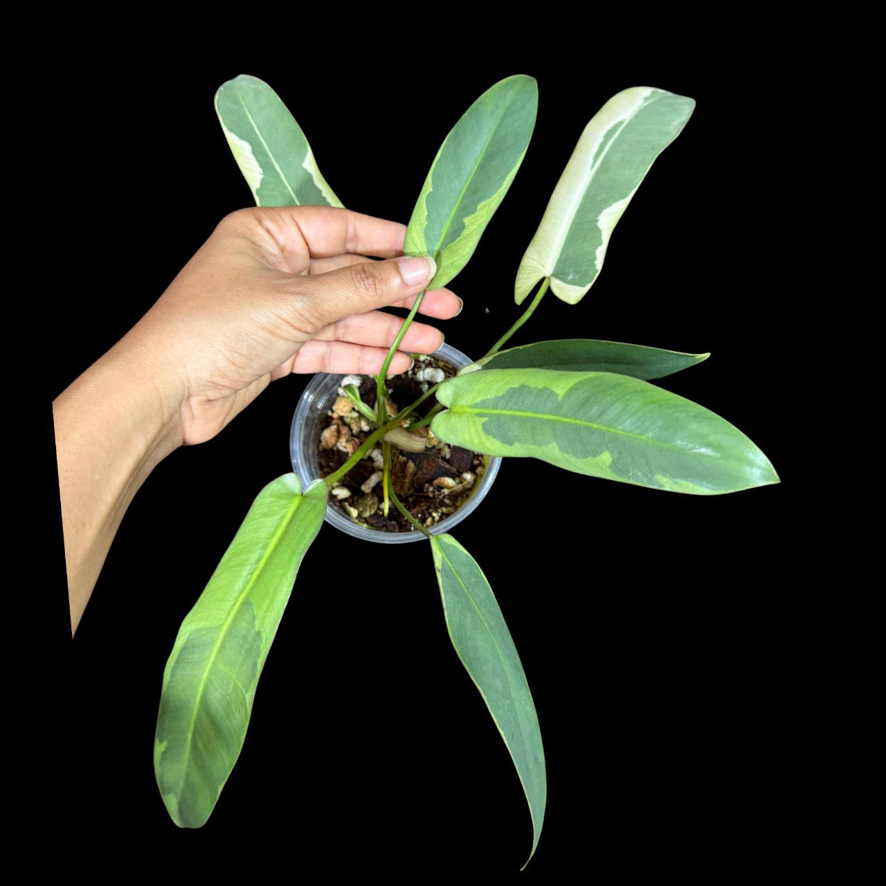 フィロデンドロン アタバポエンセ 斑入り 超レア 完全一致鉢植え