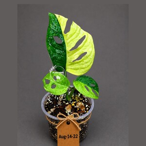 May include: A variegated Monstera adansonii plant with dark green and lime yellow leaves featuring natural fenestrations. The plant is in a clear plastic pot with dark soil and a brown paper tag tied with twine that reads Aug-14-22.
