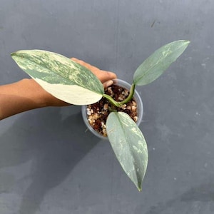 Super Rare Philodendron Silver Sword Variegated Plant - Collectors Plant - Rare Variegated Aroid Live Plant - Exact Same Plant - Us Seller