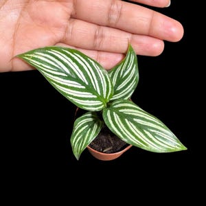 May include: A small potted plant with green leaves and white stripes. The plant is in a brown plastic pot, and the background is black. The leaves are oval-shaped and have a prominent striped pattern.