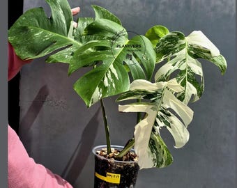 Variegated Monstera Albo Live Plant - White Albo Borsigiana - Rare Collector Plant - EXACT Plant - US Seller