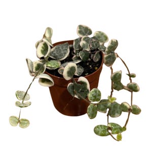 May include: A potted String of Hearts plant. The plant features heart-shaped leaves with green and white variegation. The plant is in a small brown plastic pot, with some of the vines cascading over the sides.