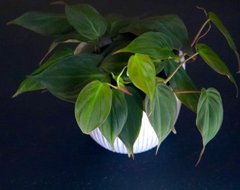 Velvet Leaf Philodendron plant | Velvet Leaf plant | Philodendron Mican | Office or shelf vining plant | Rare indoor plant low light