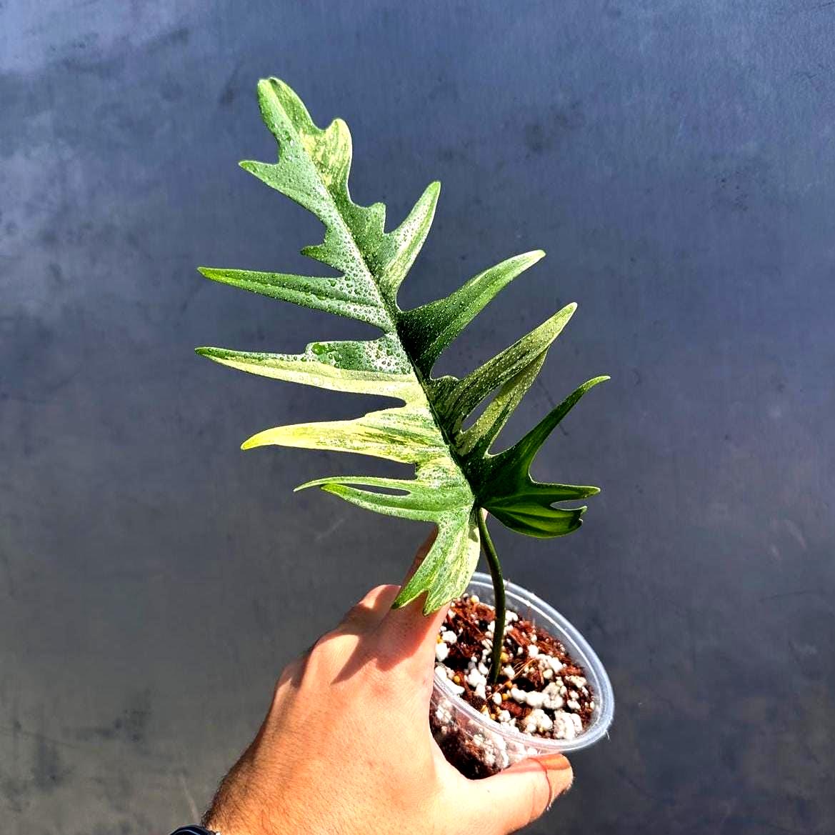 Philodendron Florida Beauty X Tortum Extremely Rare Plant Exact
