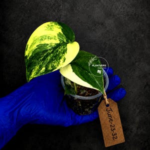 May include: A variegated pothos plant in a clear plastic pot with dark soil. The heart-shaped leaves feature patches of bright yellow and deep green. A brown paper tag attached with twine displays the text June-23-32 and a circular logo reads PLANTVERS.