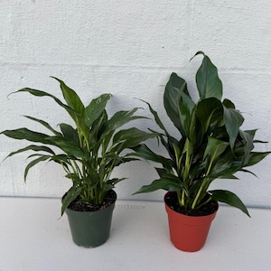 May include: Two potted peace lily plants. One plant is in a dark green pot, and the other is in a red pot. The plants have long, dark green leaves and are set against a white background.