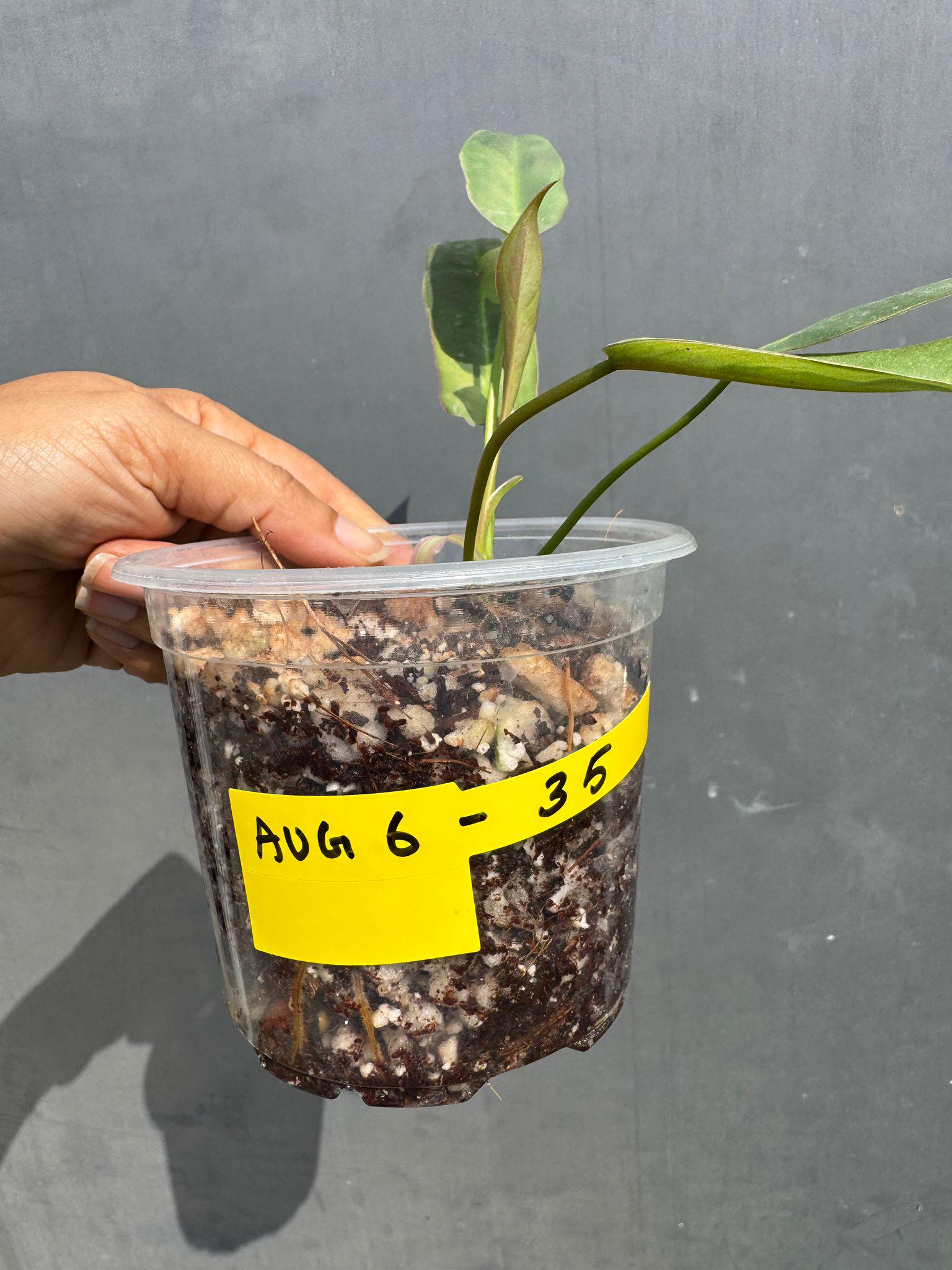 フィロデンドロン アタバポエンセ 斑入り 超レア 完全一致鉢植え