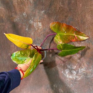 Variegated Philodendron Strawberry Shake EXACT Same Plant - Rare Variegated Strawberry Plant - Collector Plant - Gift Live Plant - US Seller