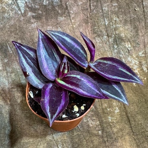 Purple Wandering Jew in 2” - Tradescantia Plant - Wandering Dude Plant - Air Purifying Houseplant - Pet Safe Indoor Plant - Low light Plant