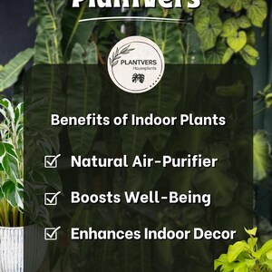 K&ouml;nnte beinhalten: Ein Bild, das die Vorteile von Zimmerpflanzen bewirbt. Der Text lautet "PlantVers" und listet Vorteile wie nat&uuml;rliche Luftreinigung, F&ouml;rderung des Wohlbefindens und Verbesserung der Inneneinrichtung auf. Der Hintergrund zeigt &uuml;ppiges gr&uuml;nes Laub.