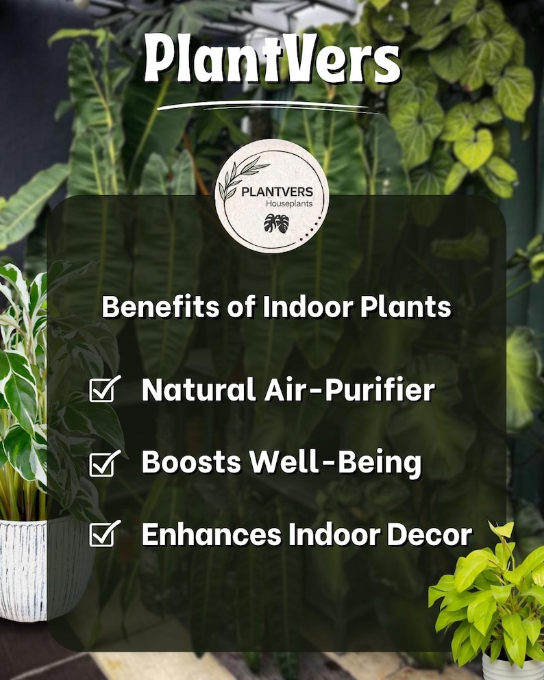 K&ouml;nnte beinhalten: Ein Bild, das die Vorteile von Zimmerpflanzen bewirbt. Der Text lautet "PlantVers" und listet Vorteile wie nat&uuml;rliche Luftreinigung, F&ouml;rderung des Wohlbefindens und Verbesserung der Inneneinrichtung auf. Der Hintergrund zeigt &uuml;ppiges gr&uuml;nes Laub.