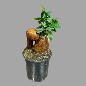 Ficus Microcarpa Ginseng in a 4 Inch Grow Pot- Small Bonsai Plant-Funny New Doctor Gift-Plant Lover Gift-Plant Mom Dad Gift-Office Gift