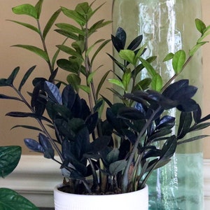 Raven ZZ plant | Indoor Live Plant | Zamioculcas Zamiifolia Raven Plant | Rare Indoor Plant | Zansibar gem | ZZ Plant