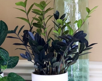 Raven ZZ plant | Indoor Live Plant | Zamioculcas Zamiifolia Raven Plant | Rare Indoor Plant | Zansibar gem | ZZ Plant