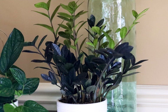 Raven ZZ Plant | Indoor Live Plant | Zamioculcas Zamiifolia Raven Plant |  Rare Indoor Plant | Zansibar Gem | ZZ Plant - Etsy