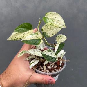 RARE Epipremnum Pinnatum Albo Variegated Plant in a Nursery Pot - Very High Variegated Plant - Indoor Plant SAME Pot as picture - US Seller