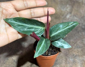 Stromanthe Triostar Live Rare Indoor Plant in a 2" Nursery Pot - Stromanthe Triostar - Prayer Plant - Indoor Calathea - Sanguinea Plant